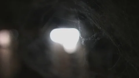 Cobweb or spider web Vídeo Stock 76006675