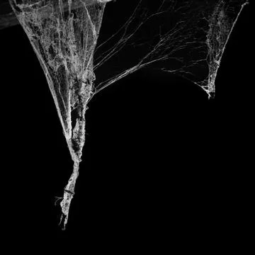 Cobweb or spider web isolated on black background in ancient thai house Stock Photos