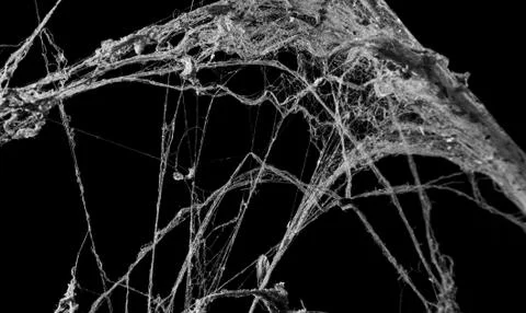 Cobweb or spider web isolated on black background in ancient thai house Stock Photos