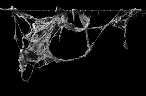 Cobweb or spider web isolated on black background Фото