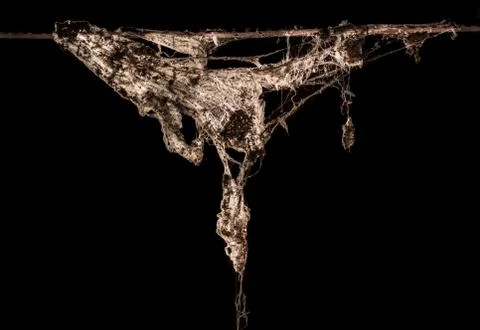 Cobweb or spider web isolated on black background Fotos Stock