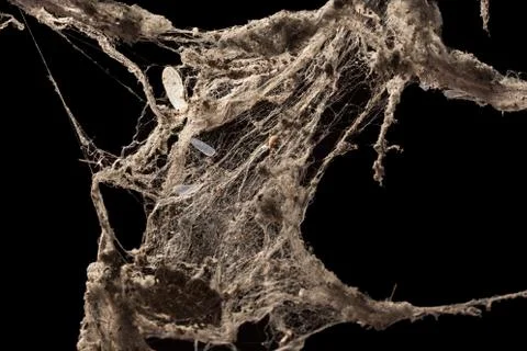 Cobweb or spider web isolated on black background Фото
