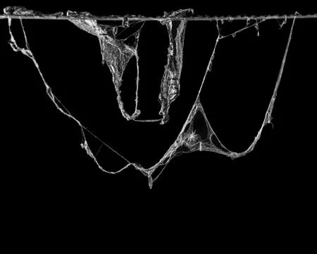 Cobweb or spider web isolated on black background Fotos Stock