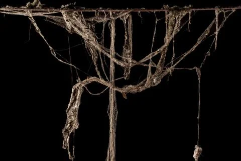 Cobweb or spider web isolated on black background Фото