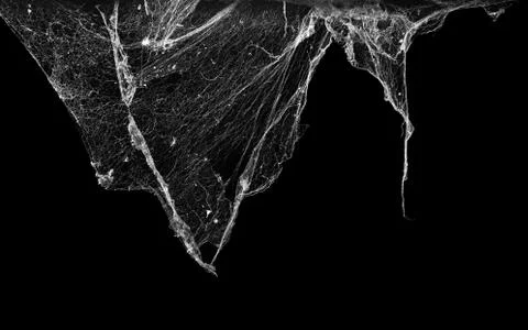 Cobweb or spider web isolated on black background Stock Photos