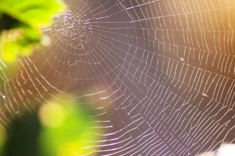 Cobweb or spiderweb close-up. Stock Photos