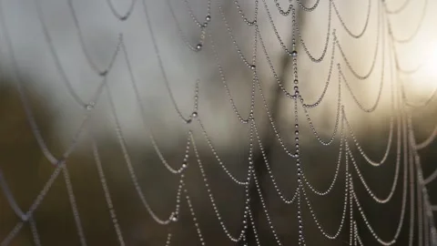Cobweb or spiderweb with dew drops sway in the wind. Slow motion, 4K Stock-Footage 252284528