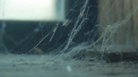Cobweb pan left HD Stock Footage 29526476