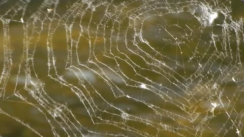 Cobweb pattern in slow motion. nature frames for design Stock Footage 279656742
