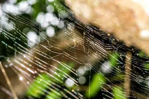 Cobweb Stock Photos