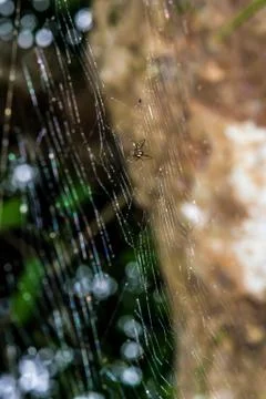 Cobweb Stock Photos