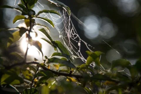 Cobweb Stock Photos