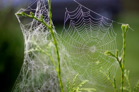 Cobweb Stock Photos
