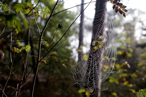 Cobweb Stock Photos