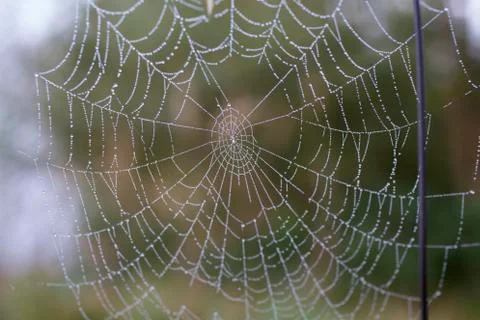 Cobweb Stock Photos