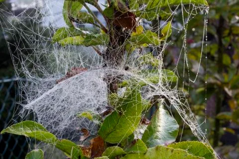 Cobweb Stock Photos