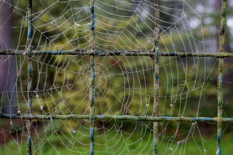 Cobweb Stock Photos