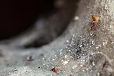 Cobweb Stock Photos