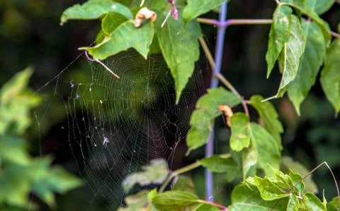 Cobweb Stock Photos