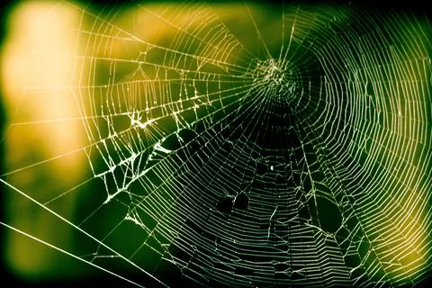 The cobweb Fotos de archivo