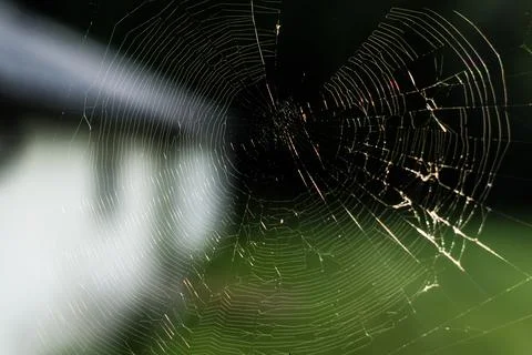 The Cobweb Fotos de archivo