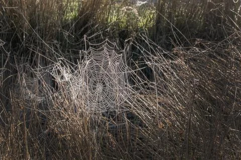 Cobweb Stock Photos