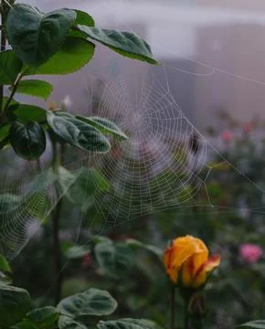 Cobweb Stock Photos