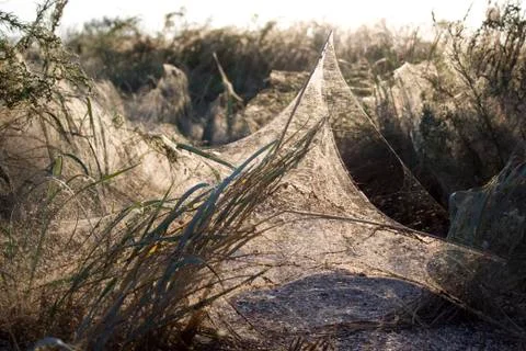 Cobweb plants Foto stock