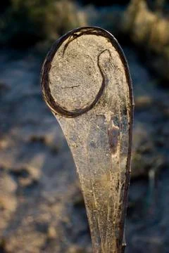 Cobweb plants Stock Photos