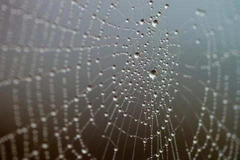 Cobweb with rain drops Stock Photos