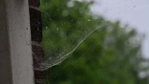 Cobweb in the rain Stock Footage 320228607