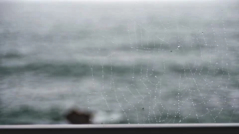Cobweb with raindrops Video stock 131320126