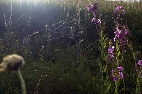 Cobweb in the rays of the sun. 写真素材