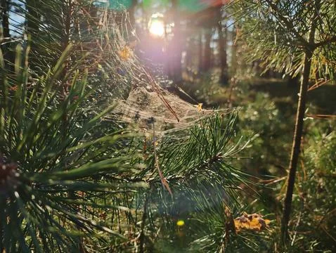Cobweb in the rays of the sun. the web sways in the wind. beautiful spider .. Stockfoto's