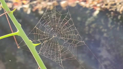 Cobweb reflecting in the morning sun in a small town in Brazil, 4k, natural.. Video stock 241667700