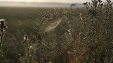 The Cobweb shakes on wind at sunrise 库存影片 94562045