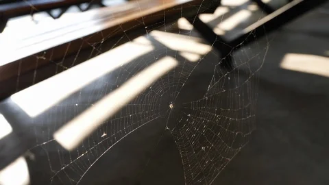 Cobweb spider of animal Stock Footage 98236959