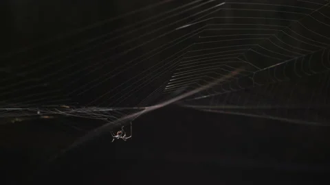 Cobweb with spider on dark backgrounds Stock Footage 208757809
