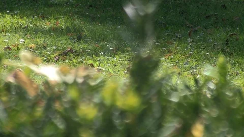 Cobweb with A Spider Video stock 104012272