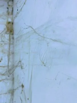 Cobweb spider Stock Photos