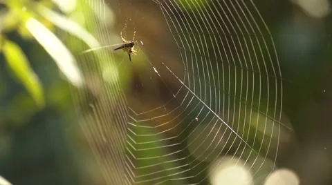 Cobweb spider web Stock Footage 54542982