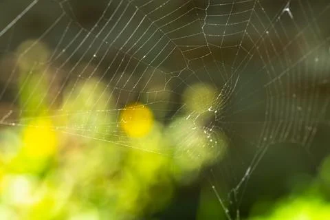 Cobweb , spider web in the garden Stock Photos