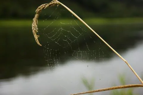 Cobweb on a stalk of grass on river background Photos
