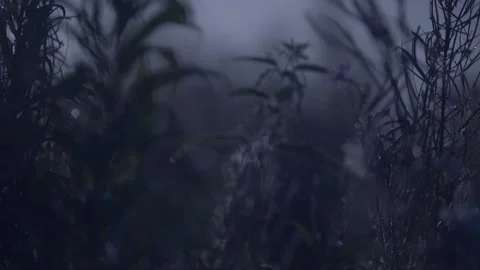 Cobweb on the stems of grass under the moon 動画素材 142321858