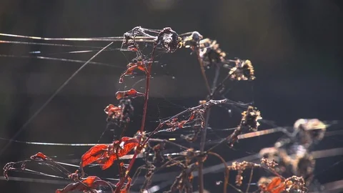 The cobweb on the stems of plants sways and shimmers in the rays of the sun. Stock Footage 105536685