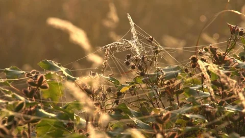 The cobweb on the stems of plants sways and shimmers in the rays of rising sun. Vidéo 105675895