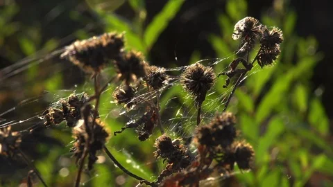 The cobweb on the stems of plants sways and shimmers in the rays of the sun. Stock Footage 105724887