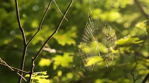 Cobweb stretched between branches in the forest close-up Stock Footage