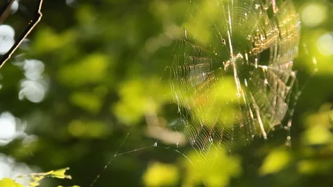 Cobweb stretched between branches in the forest close-up Stock Footage 111922331