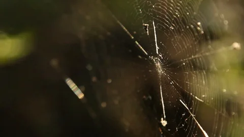Cobweb stretched between branches in the forest close-up Stock Footage 111922412